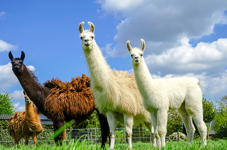 llamas