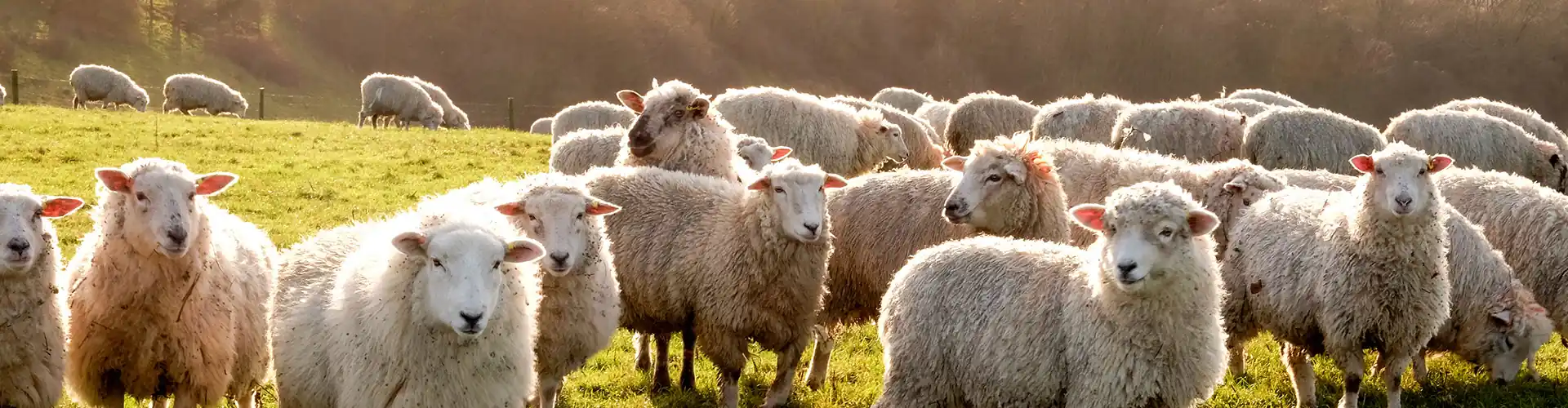 Sheep