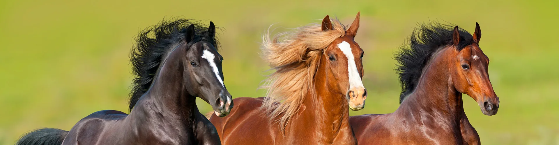 Horses