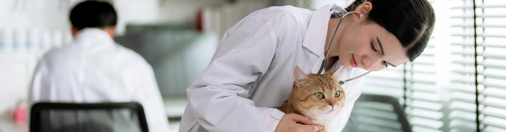 Cat care