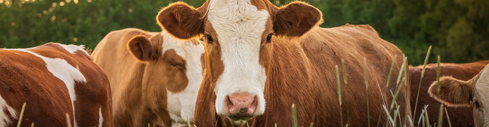 Cows