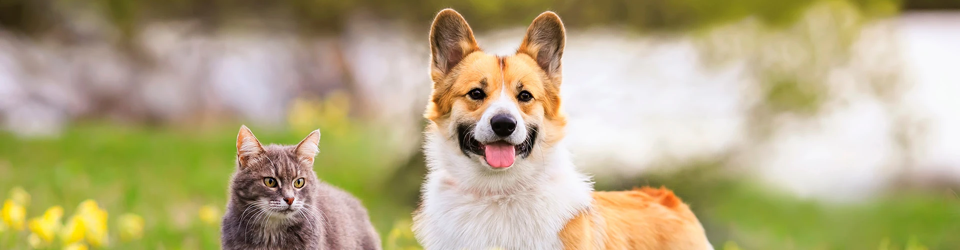 Happy dog